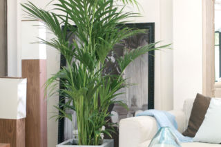 Kencja = Howea - Howea fosteriana