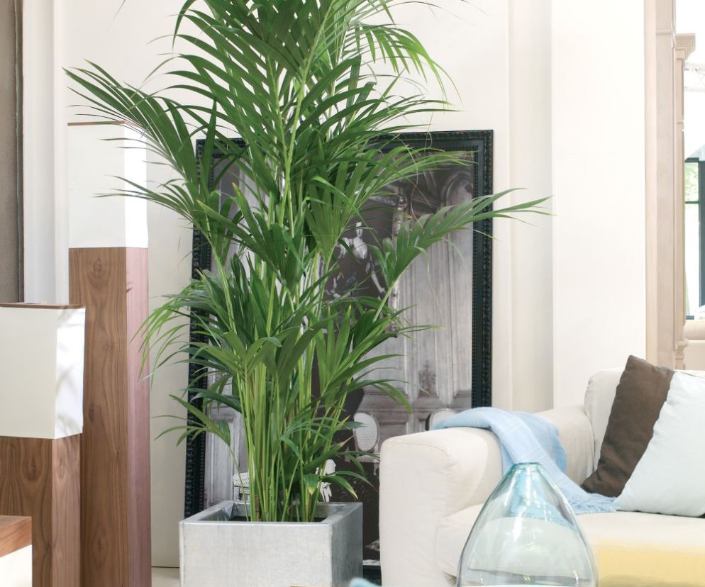 Howea fosteriana