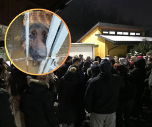 Presja społeczna ma sens. Bytomskie schronisko będzie miało nowego operatora