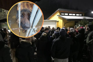 Presja społeczna ma sens. Bytomskie schronisko będzie miało nowego operatora