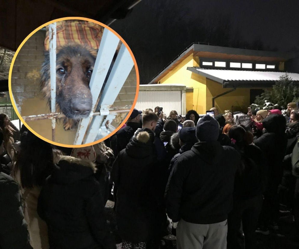 Presja społeczna ma sens. Bytomskie schronisko będzie miało nowego operatora