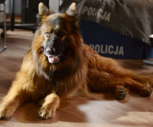 Komisarz Alex, 14 sezon. Nowy Alex (Ivo)