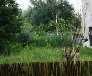 Dziki na osiedlu Czerwone Maki w Krakowie