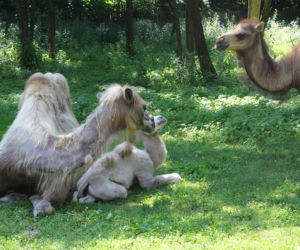 Wielbłąd Maniek zachwyci odwiedzających w warszawskim ZOO