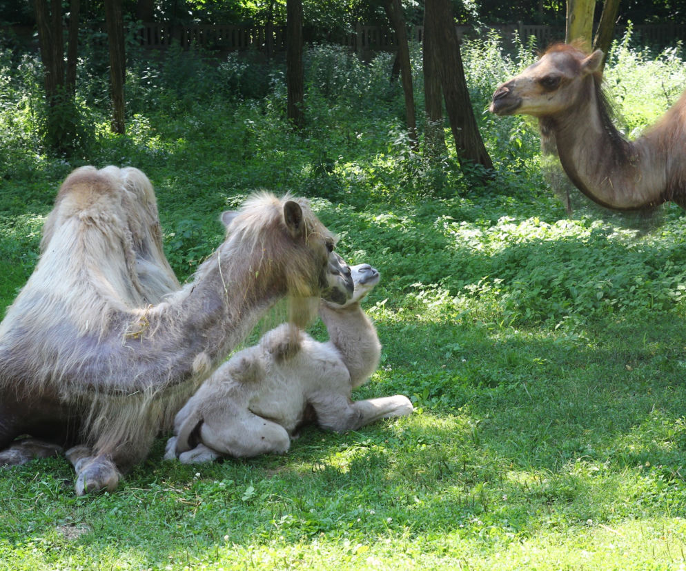 Wielbłąd Maniek zachwyci odwiedzających w warszawskim ZOO