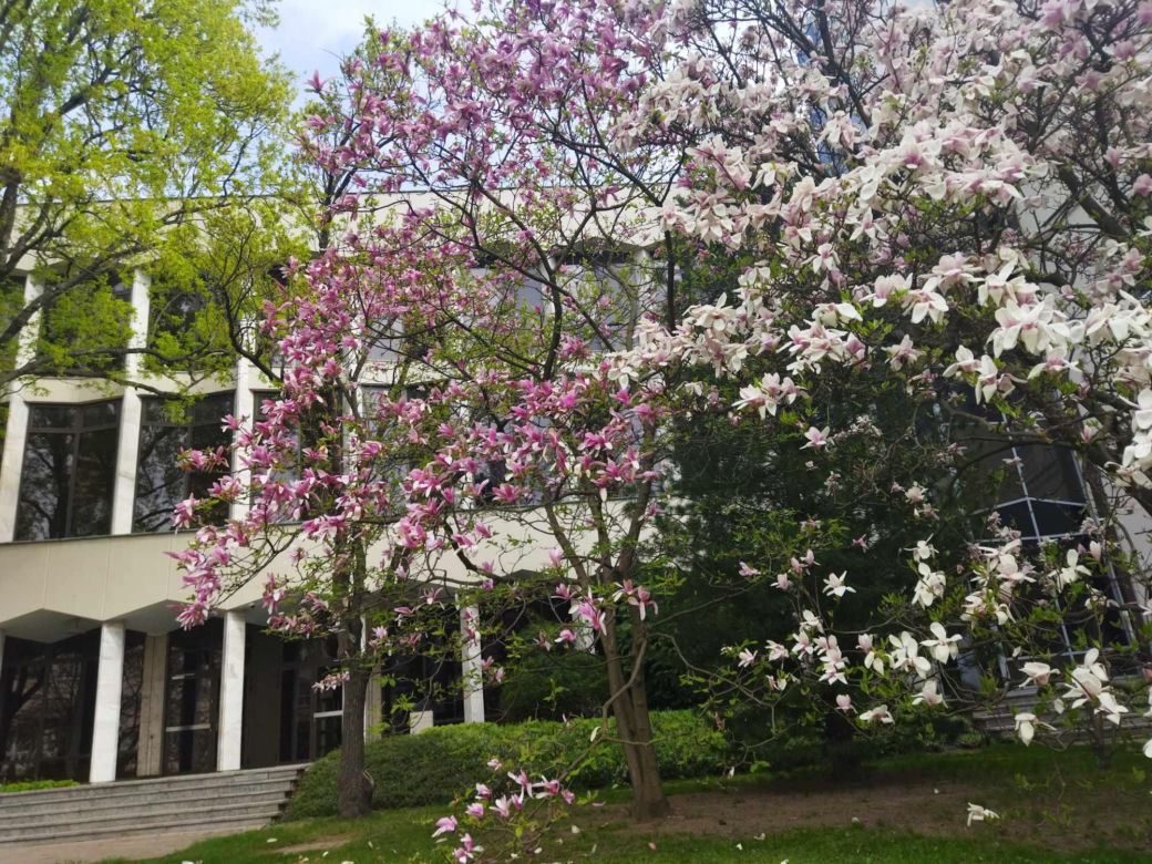 magnolie na KUL-u