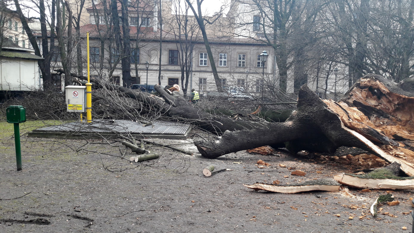 Ogromne drzewo powalone na Plantach [ZDJĘCIA]