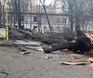 Ogromne drzewo powalone na Plantach [ZDJĘCIA]