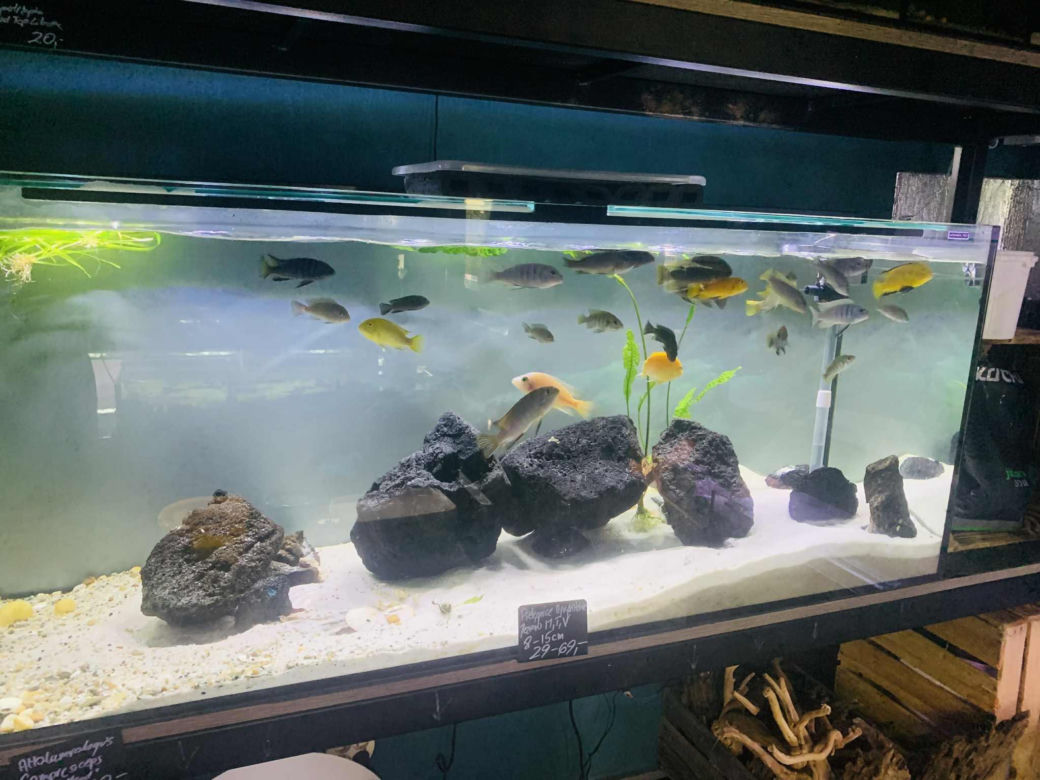 Rozmawiamy z Tomaszem Wiśniewskim, założycielem Aqua Dreams Bydgoszcz