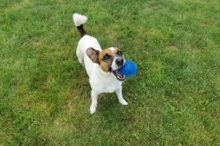 Ostrów. Jest już woda w psim parku przy Kozim Borku