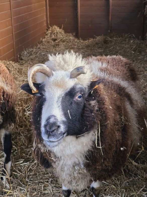 Szopka bożonarodzeniowa w Śląskim Ogrodzie Zoologicznym