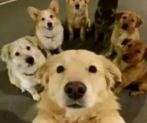 Siedem psów uciekło z ubojni w Chinach! Ta historia wyciska łzy z oczu