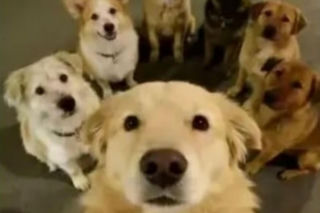 Siedem psów uciekło z ubojni w Chinach! Ta historia wyciska łzy z oczu