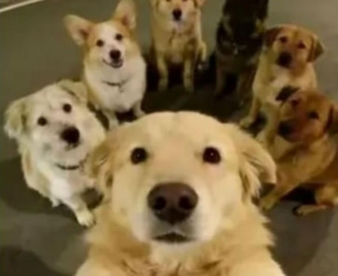 Siedem psów uciekło z ubojni w Chinach! Ta historia wyciska łzy z oczu