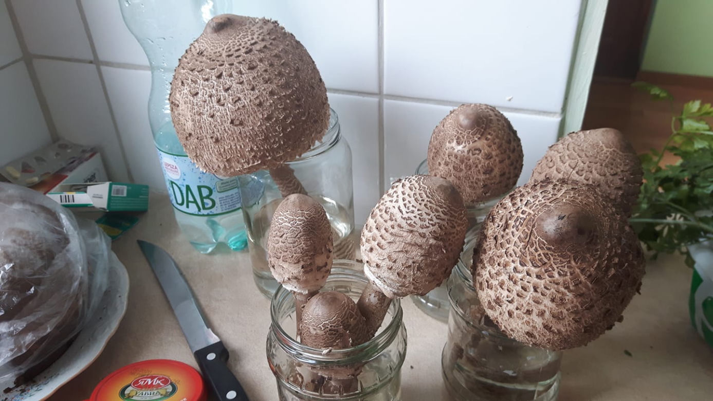 Wysyp grzybów w bydgoskich lasach! Takie okazy zebraliście! [ZDJĘCIA CZYTELNIKÓW]