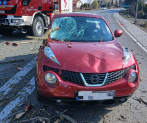 Drzewo spadło na jadące auto! Część gałęzi wbiła się w pojazd