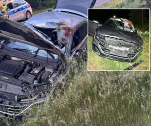 Ogromny łoś zniszczył osobówkę pod Płońskiem. Kierowca wylądował w szpitalu