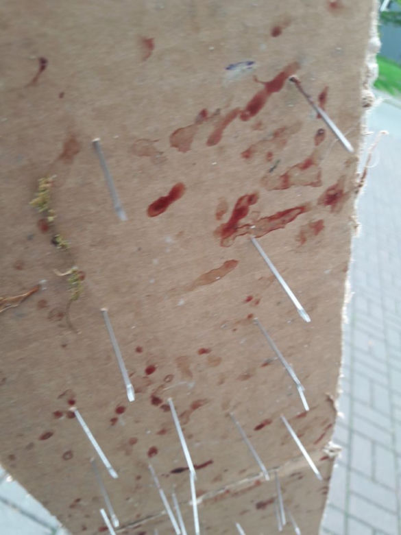 Makabryczna pułapka na zwierzęta w Katowicach. Kto na ulicy postawił kartonowy pas nabity igłami?