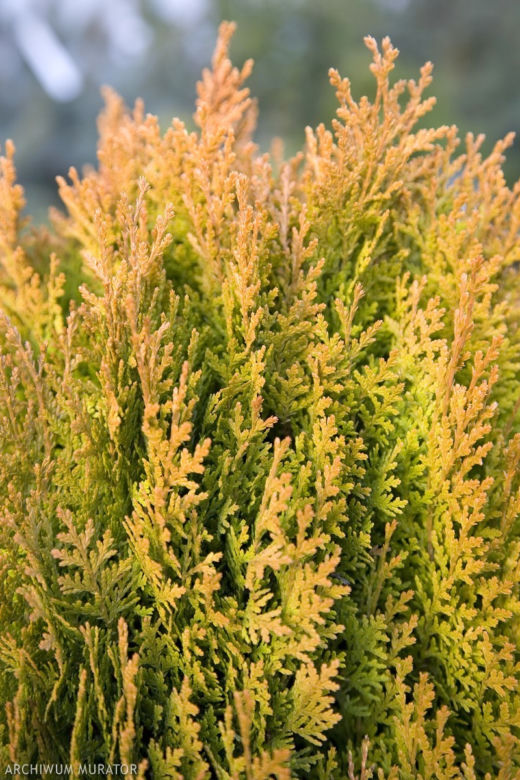 Thuja orientalis 'Aurea Nana'