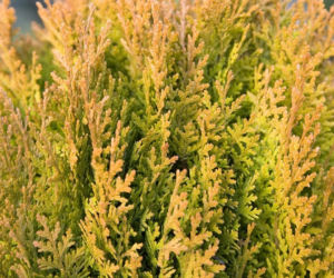 Thuja orientalis 'Aurea Nana'