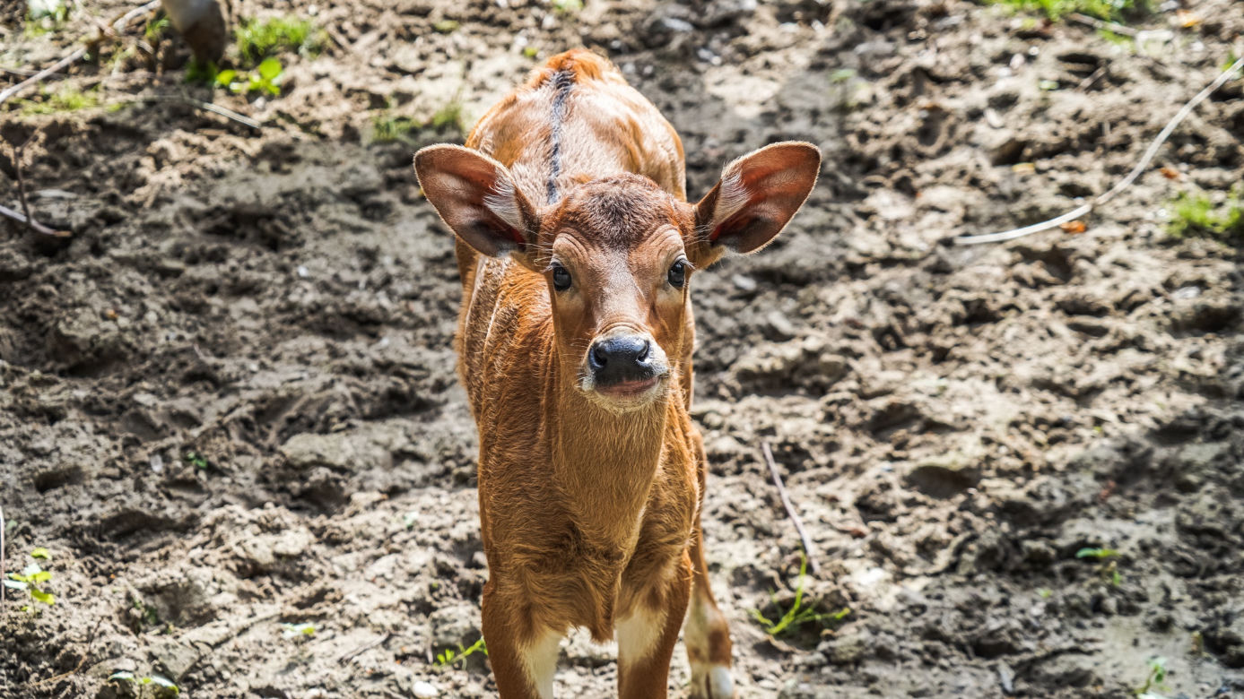 We wrocławskim zoo urodziły się dwa bantengi jawajskie