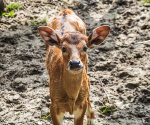 We wrocławskim zoo urodziły się dwa bantengi jawajskie