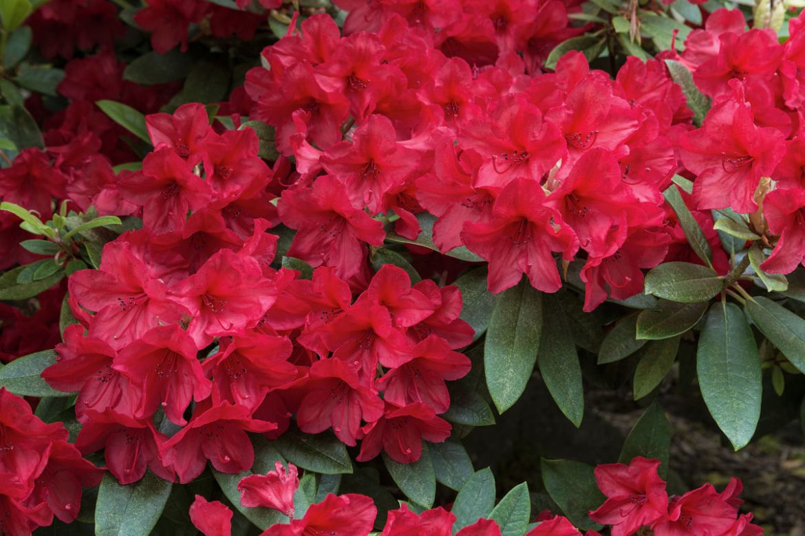 Nawozy do rododendronów
