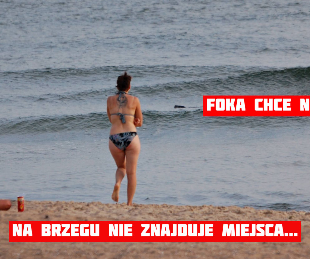Zmęczona foka nie mogła wyjść na brzeg. Nie pozwolili jej... LUDZIE!