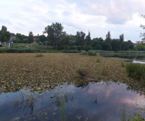 Rozpoczęli oczyszczanie Pasternika. Wątpliwości ornitologów i wędkarzy