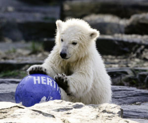 Kazirodztwo w berlińskim zoo. Mama i tata niedźwiedzicy Herty to rodzeństwo