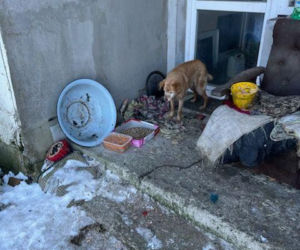 Interwencja w gminie Brody. Pies zamarzł na łańcuchu przywiązany do fotela. „Ludzie to potwory”