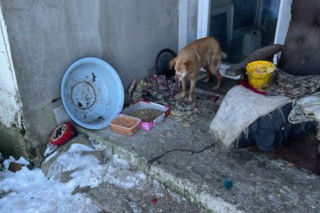 Interwencja w gminie Brody. Pies zamarzł na łańcuchu przywiązany do fotela. „Ludzie to potwory”