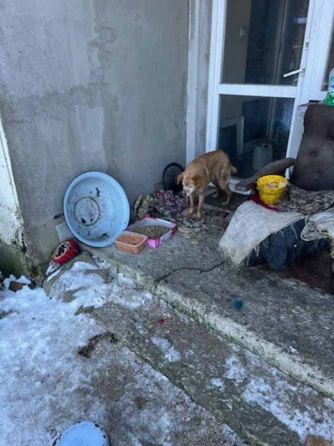 Interwencja w gminie Brody. Pies zamarzł na łańcuchu przywiązany do fotela. „Ludzie to potwory”