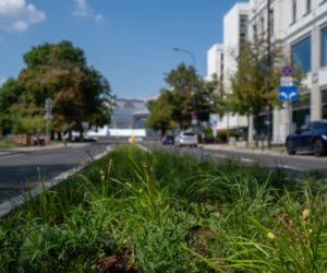 „Ale się wyciągnęła!”. Sprawdzamy, jak wygląda zasadzona w zeszłym roku miejska zieleń - ZDM Warszawa