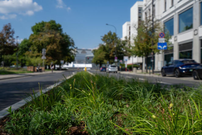 „Ale się wyciągnęła!”. Sprawdzamy, jak wygląda zasadzona w zeszłym roku miejska zieleń - ZDM Warszawa