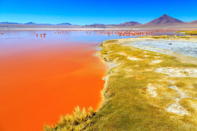 Laguna Colorada Jezioro w Boliwii