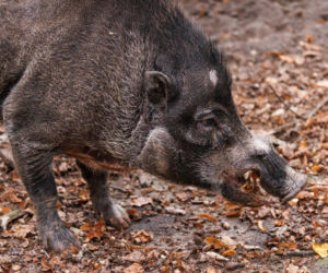 Język dłuższy niż linijka, zero zębów i tysiące mrówek na obiad! Nowe zwierzęta w Poznaniu