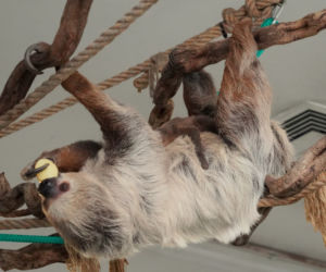 We wrocławskim zoo urodził się pierwszy leniwiec