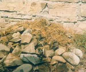 Salamandry 2