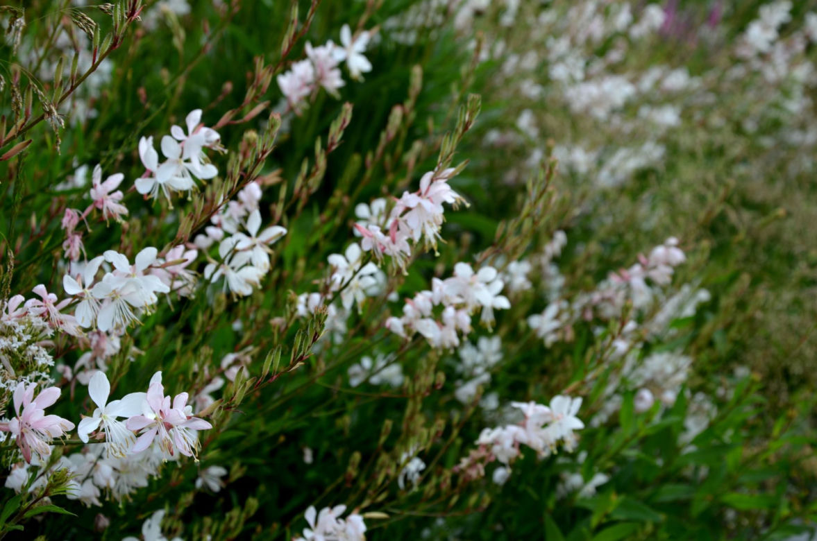 Gaura Lindheimera