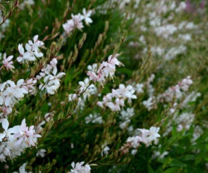 Gaura Lindheimera