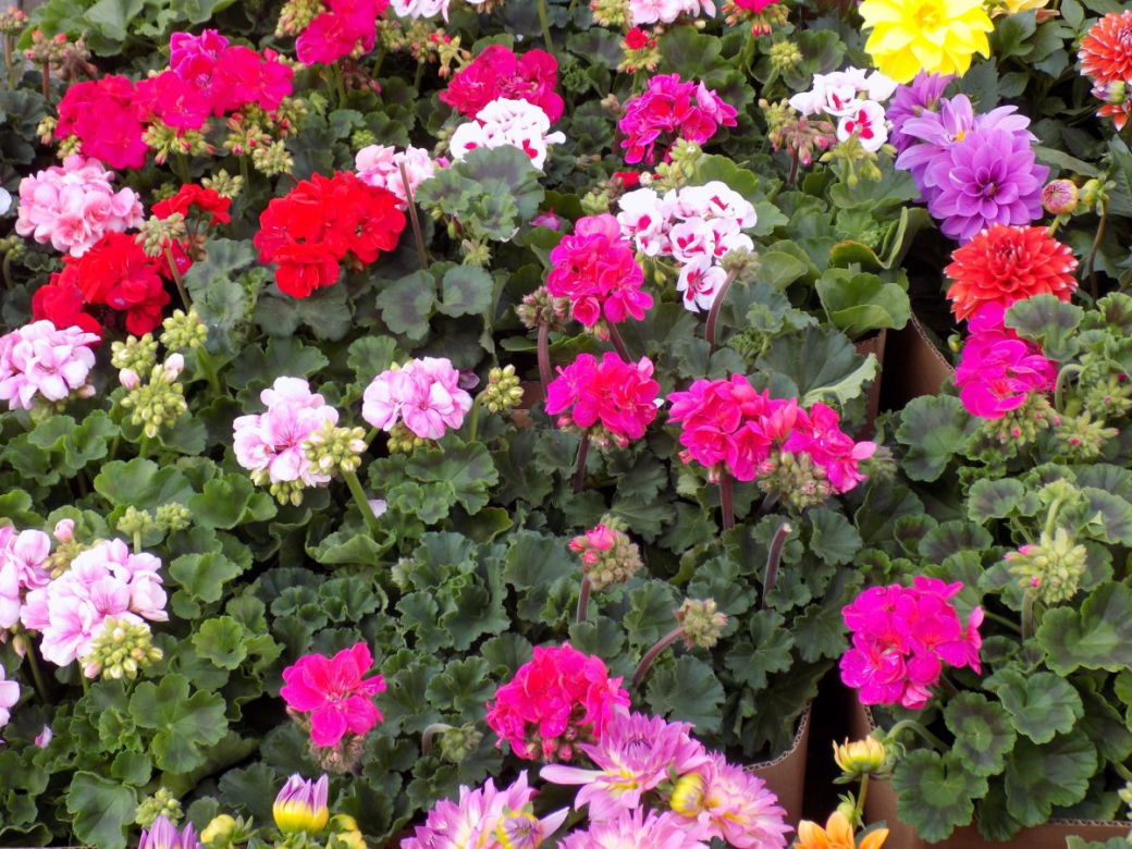 Pelargonie rabatowe