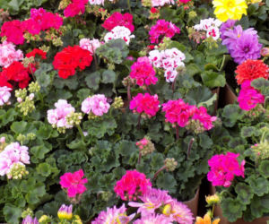 Pelargonie rabatowe