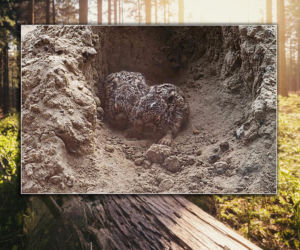 Wyglądają jak porzucone. Leśnicy apelują