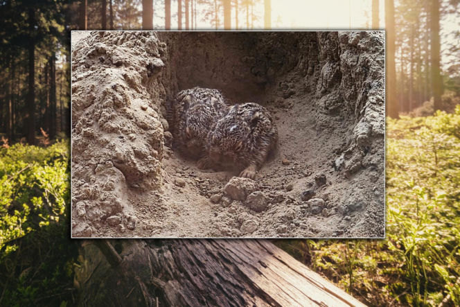 Marczaki w polskich lasach