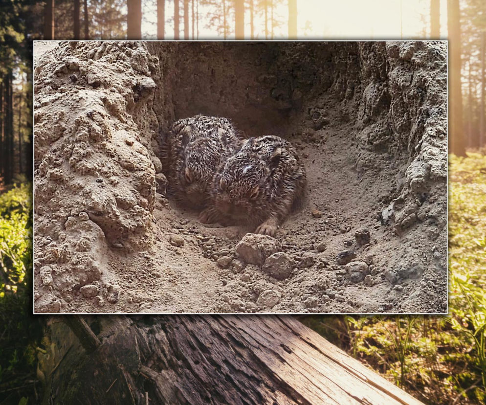 Marczaki w polskich lasach