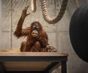 Orangutany nowymi mieszkańcami łódzkiego Orientarium