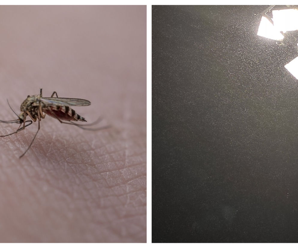Plaga komarów w Polsce. Gdzie jest najgorzej? Są naprawdę wszędzie