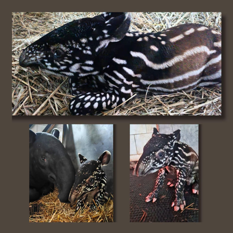 Historyczne narodziny w płockim zoo. To pierwszy urodzony w Polsce tapir malajski!