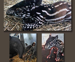 Historyczne narodziny w płockim zoo. To pierwszy urodzony w Polsce tapir malajski!